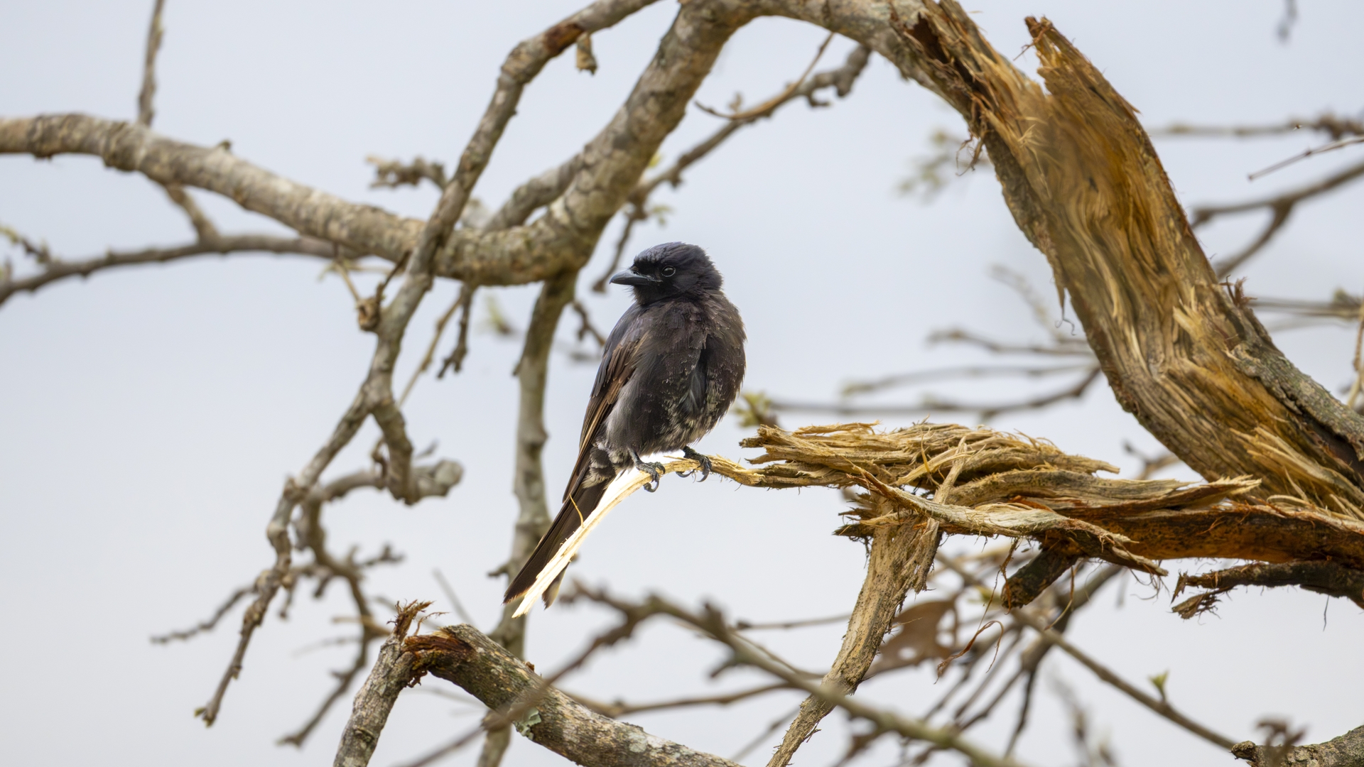 Kruger25 2025 11 02 07 15 08 ILCE 1M2 3599